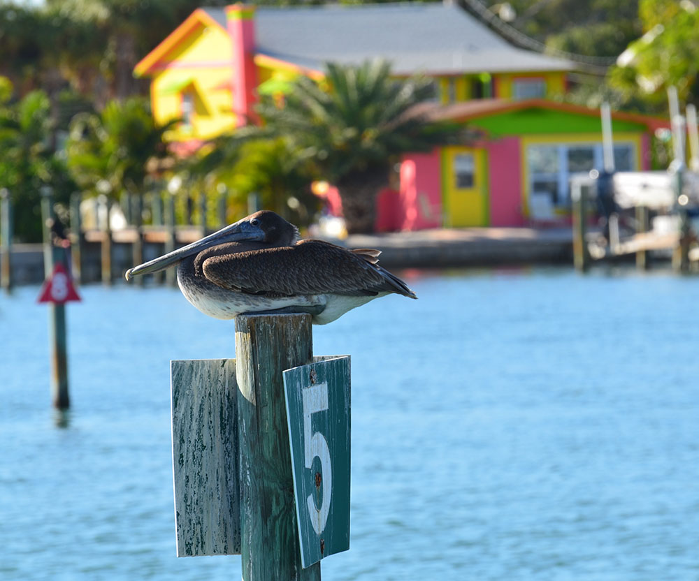 pelican on piling